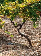 Russia, Republic of Crimea.  A bizarrely shaped vine on endless fields near the town of Sudak.