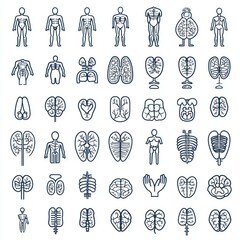 A collection outline icons related to the human body and anatomy Ideal for educational or medical themes Isolated on white background
