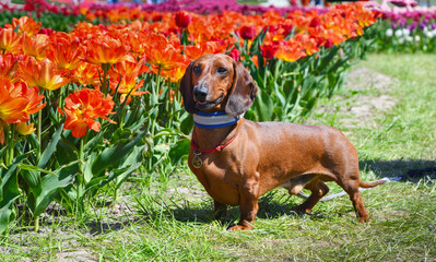 dachshund dog and tulips