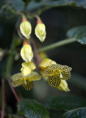 ソレノフォラ・トゥースレンシス