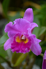 リンコレリアカトレア　アミー・ワカスギ