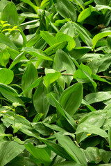 A close-up of vibrant green leaves, symbolizing growth, renewal, and the natural beauty of the world, perfect for eco-conscious and wellness themes.