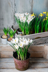 Traditional spring decoration with white crocus flowers.