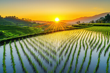 Fototapeta premium Radiant sunrise over serene rice paddy reflecting golden light in a picturesque agricultural landscape