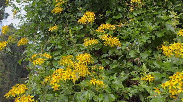 Senecio angulatus, also known as creeping ragwort or Cape ivy, is a succulent flowering plant from the Asteraceae family, wrapping around a fence between a stone staircase leading upwards.