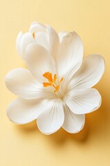 Beautiful white spring flowers on pastel yellow background