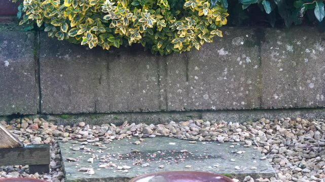 a wood mouse (long tailed field, Apodemus sylvaticus) feeding in a garden patio area