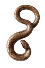 Fototapeta premium Glossy brown snake coiled in a spiral shape isolated on white transparent background, reptiles or wildlife, symbolizing Chinese Lunar New year