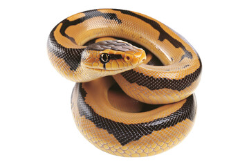 Obraz premium Coiled yellow and black patterned snake, isolated on white transparent background, reptiles or wildlife, symbolizing Chinese Lunar New year