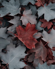 Fine lines representing maple leaves with a metall_012
