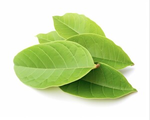 Obraz premium Fresh Green Guava Leaves Isolated on White Background - Tropical Nature of Guava Leaf and Fruit