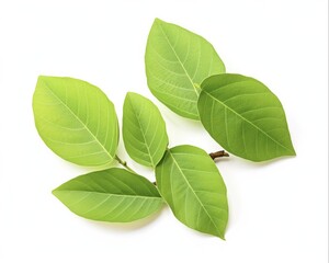Obraz premium Fresh Guava Leaves Isolated on White Background - Tropical Nature of Green Leaves from Guava Fruit