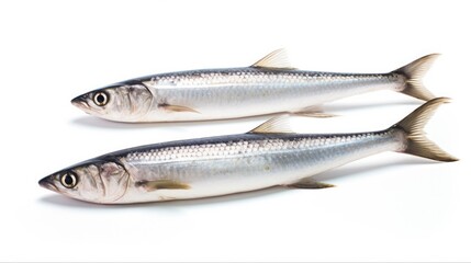 Fresh Whole Mackerel Fish, Silver with Distinctive Eye and Mouth Isolated on White Background. Perfect Seafood for Your Next Meal