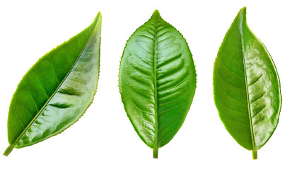 Obraz premium Three fresh green tea leaves isolated on transparent background