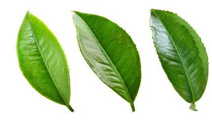 Three fresh green tea leaves isolated on transparent background