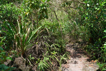 La Fortuna, Costa Rica - November 20, 2024 - walk around the Arenal volcano with breathtaking views in Provincia de Alajuela 
