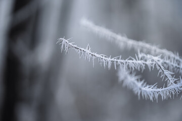 Magical winter and moody scenery. Frozen trees covered with white snow. Fantasy atmosphere in Czech Republic.
