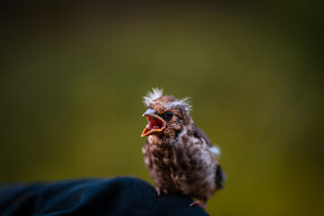 Close up look of baby bird with his cute small feathers and whistling bird song.