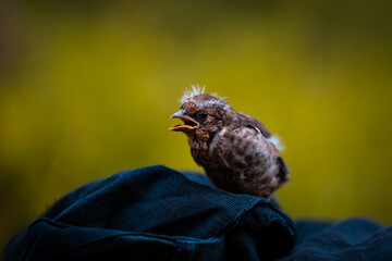 Close up look of baby bird with his cute small feathers and whistling bird song.
