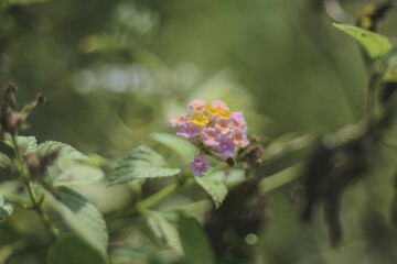 Several names for this flower family of Verbenaceae, namely: wild sage, red sage, white sage (Caribbean), West Indian lantana, big sage (Malaysia), tickberry (South Africa), Tembelekan (Indonesia)