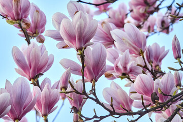 Pink Magnolia Blossoms on Branches Against Blue Sky