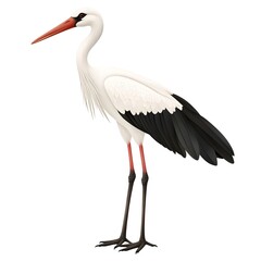 Elegant stork with a long neck, striking black and white feathers, and a vibrant orange beak, standing gracefully on slender legs.