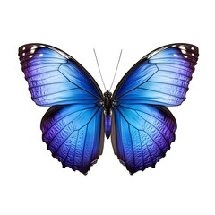 Vibrant blue butterfly with intricate wing patterns, showcasing nature's beauty and colorful design.