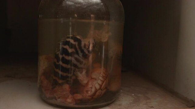 Creepy Reptiles in a Jar