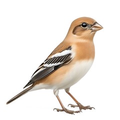 Colorful bird with brown and white plumage, standing upright, showcasing its distinctive features and vibrant colors.