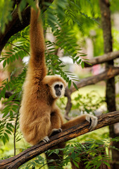 Gibbon in the wild