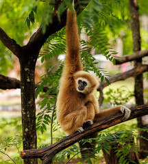Naklejka premium Gibbon in the wild