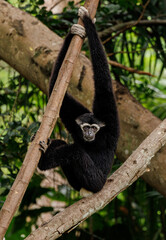 Gibbon in the wild