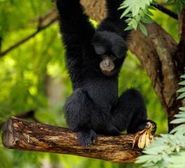 Fototapeta premium Gibbon in the wild
