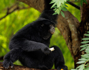 Fototapeta premium Gibbon in the wild