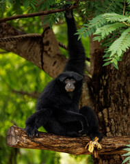 Gibbon in the wild