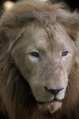 close up portrait of a lion