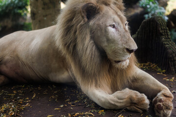 lion in zoo