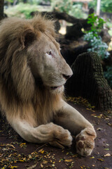 portrait of a lion