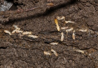 Termites Isoptera in rotted wood pest control insect nature destruction.