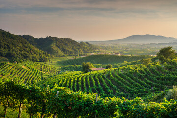 Prosecco Hills, vineyards panoramic view. Veneto, Italy