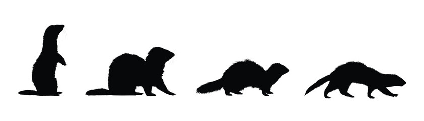 Set of Ferret silhouette