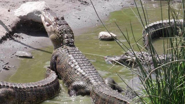 American Alligator Eating