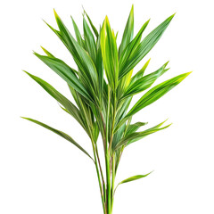 Fototapeta premium Fragrant pandan plant with lush green leaves on a transparent background, showcasing its vibrant growth in a natural setting, Pandanus Palm, Fragrant Pandan, Pandom wangi on transparent background