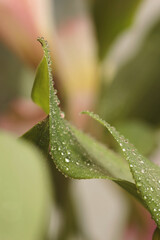 Smoke selective soft focus leaf with water drops. Nature blur green, beige neutral background.