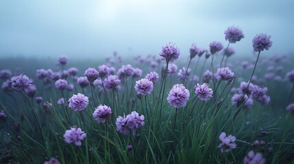 A serene field of purple flowers basking in soft morning fog, creating a tranquil atmosphere.