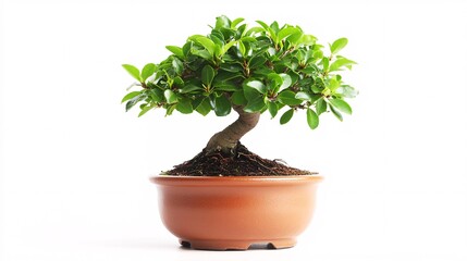 Fototapeta premium A vibrant bonsai tree with lush green leaves in a classic brown pot, showcasing tranquility and artistry.