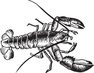 Lobster silhouette isolated on white background for menu design.  Vintage engraved sketch