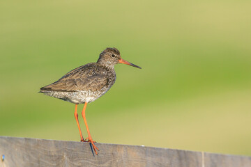 common redshank tringa totanus in farmland during sunset