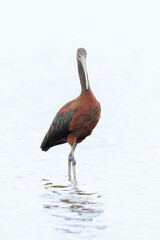 Glossy ibis, Plegadis falcinellus, wader bird in breeding plumage
