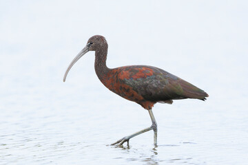 Glossy ibis, Plegadis falcinellus, wader bird in breeding plumage